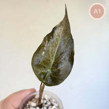 Charger l'image dans la galerie, Feuille d’Alocasia vert foncé à nervures claires, en pot