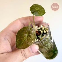 Charger l'image dans la galerie, Alocasia Wentii variegata : deux feuilles vertes panachées sur pot
