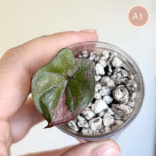 Charger l'image dans la galerie, Alocasia Plumbea Nigra Pink en pot, grande feuille vert et pourpre