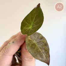 Charger l'image dans la galerie, Alocasia Wentii variegata : deux feuilles vert foncé panachées, texture marbrée