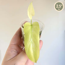 Charger l'image dans la galerie, Philodendron Golden Dragon Mint