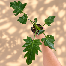 Load image into Gallery viewer, Philodendron Xanadu en pot, feuilles vertes découpées, tige tenue à la main