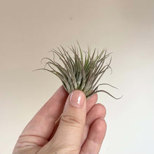 Charger l'image dans la galerie, Tillandsia aérienne en rosette de feuilles fines vert-gris, texture argentée.
