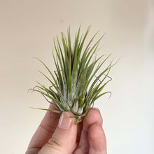 Charger l'image dans la galerie, Tillandsia aérienne rosette compacte de feuilles longues, vert-gris avec pointes.
