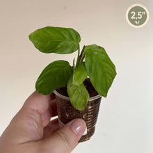Charger l'image dans la galerie, Plante Maranta massangeana noire en pot avec feuilles vertes, taille 2,5"