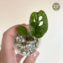 Load image into Gallery viewer, Monstera Adansonii en pot transparent avec gravier et feuille verte ajourée
