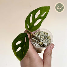 Load image into Gallery viewer, Monstera Adansonii Blanchetti