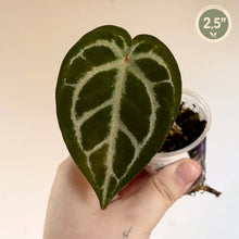 Charger l'image dans la galerie, Feuille d’anthurium vert foncé en forme de cœur, nervures claires