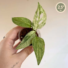 Load image into Gallery viewer, Plante Monstera Adansonii panaché en pot, feuilles vertes striées de taches claires