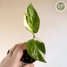 Charger l'image dans la galerie, Plante d’intérieur en pot, feuilles panachées vert et blanc, 2,5 po.