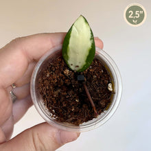 Charger l'image dans la galerie, Bouture de Hoya Acuta Inner Variegata en pot transparent, 1 feuille verte panachée, 2,5"