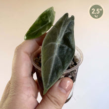 Charger l'image dans la galerie, Alocasia en pot : feuille vert foncé nervurée, vue rapprochée