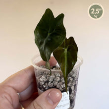 Charger l'image dans la galerie, Alocasia Venom en petit pot transparent, feuilles vert foncé en forme de flèche
