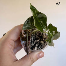 Charger l'image dans la galerie, Plante d’Alocasia en pot : feuilles vert foncé marbrées, une feuille rose-violet visible