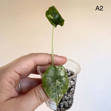 Charger l'image dans la galerie, Bouture d’Alocasia Melo Albo en godet, feuille vert foncé avec zones blanches