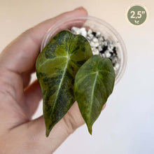 Charger l'image dans la galerie, Jeune alocasia Black Velvet Aurea — TC : 2 feuilles vert foncé, nervures claires