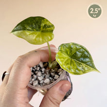 Charger l'image dans la galerie, Alocasia en mini pot avec deux feuilles vertes et nervures, pierres décoratives