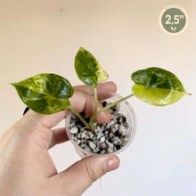 Charger l'image dans la galerie, Alocasia en mini pot avec trois feuilles vertes, pierres décoratives