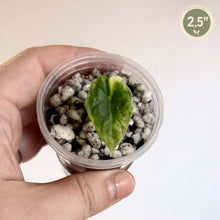 Charger l'image dans la galerie, Jeune feuille d’Alocasia Aurea vert clair en godet avec billes de substrat