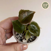 Charger l'image dans la galerie, Alocasia Cuprea Latte — TC en pot, feuilles vertes luisantes, billes, 2,5 pouces