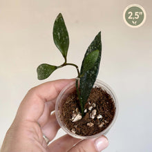 Charger l'image dans la galerie, Plante Hoya Parviflora en pot 2,5 po, feuilles vert foncé, petites tiges.