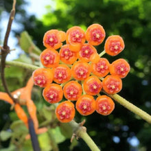 Charger l'image dans la galerie, Grappe de fleurs Hoya Endauensis orange, petites ombelles Ă cĆur rose