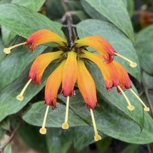 Charger l'image dans la galerie, Aeschynanthus 'Black Pagoda' : fleurs tubulaires orange et feuilles vertes