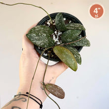 Load image into Gallery viewer, Plante Hoya Sigillatis en pot 4 pouces, feuilles vert foncé mouchetées