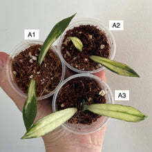 Load image into Gallery viewer, Trois boutures de Hoya Rigidifolia Variegata en godets, aux feuilles étroites panachées de vert et de crème.