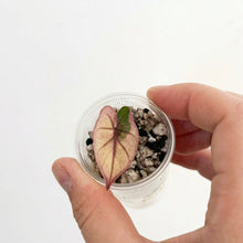 Charger l'image dans la galerie, Jeune Alocasia Plumbea Nigra Pink en godet, avec une feuille rose veinée et une pousse verte.
