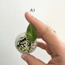 Load image into Gallery viewer, Bulbille d’Alocasia Regal Shield Aurea avec une jeune feuille verte, en petit pot