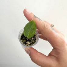 Load image into Gallery viewer, Jeune Alocasia Flemingiana à feuille verte, dans un petit pot transparent