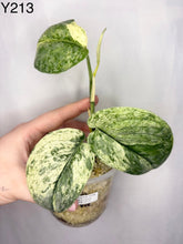 Load image into Gallery viewer, Plante d’intérieur Scindapsus Silver Dark Cloud Variegata, feuilles panachées vert clair et foncé