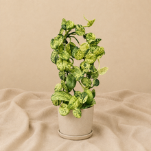 Load image into Gallery viewer, Plante d’intérieur Scindapsus Marble Queen en pot beige, feuilles vertes mouchetées