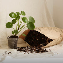 Charger l'image dans la galerie, Terreau coco-perlite en sac ouvert, substrat sombre avec petites particules claires