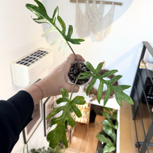 Charger l'image dans la galerie, Bulbilles d’Alocasia brancifolia 'Albo' : jeunes feuilles vertes en pot