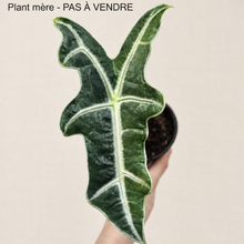 Load image into Gallery viewer, Bulbille d’alocasia en pot, feuille vert foncé aux nervures claires