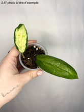 Load image into Gallery viewer, Plante Hoya Incrassata Moonshadow en pot, feuilles vert foncé et bouture