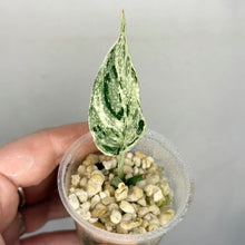 Charger l'image dans la galerie, Scindapsus Perlas en pot avec une feuille verte panachée et substrat de billes