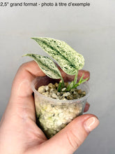 Load image into Gallery viewer, Scindapsus Pearls