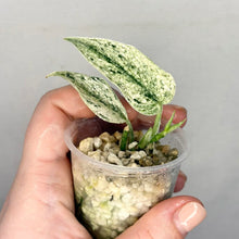 Charger l'image dans la galerie, Scindapsus Perlas en pot avec deux feuilles vertes panachées et substrat de billes
