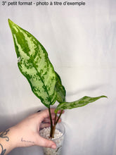 Charger l'image dans la galerie, Aglaonema roméo en petit pot, feuilles vertes tachetées, main tenant la plante