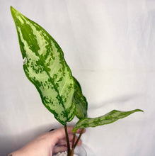 Charger l'image dans la galerie, Aglaonema roméo en petit pot, feuilles vertes tachetées, main tenant la plante