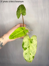 Charger l'image dans la galerie, Philodendron Paraiso Verde : jeune plante à feuilles vertes tachetées, en pot