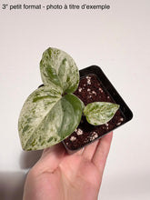 Load image into Gallery viewer, Epipremnum Pinnatum Marble