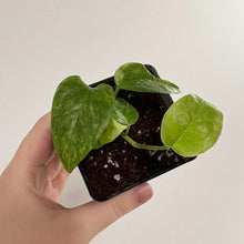 Charger l'image dans la galerie, Plant d'Epipremnum Yellow Star en pot carré avec feuilles vertes et terreau