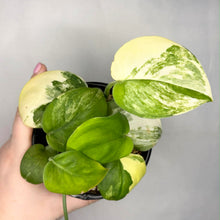 Charger l'image dans la galerie, Scindapsus variegata, feuilles vertes et crème au motif moucheté