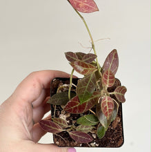 Charger l'image dans la galerie, Plante Hoya en pot aux feuilles rouges et vertes veinées, tiges fines