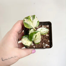 Charger l'image dans la galerie, Pothos Manjula miniature en pot carré noir, feuilles panachées vert clair et vert foncé