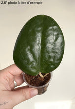 Charger l'image dans la galerie, Feuille verte de Hoya Glabra UT075, dans un petit pot
